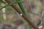 Longleaf milkweed